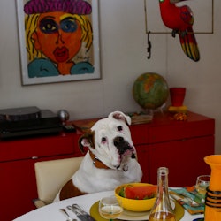 A dog sitting on a chair next to a served table with watermelons and a Simonmiller Casa Jus bottle