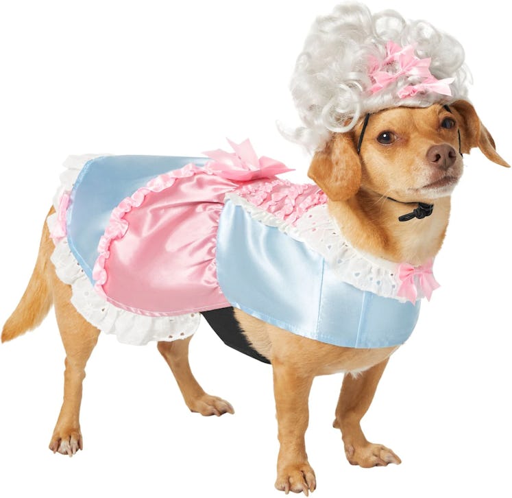 This Regency era costume from Chewy's Halloween dog costumes for 2022 is perfect for a 'Bridgerton' ...