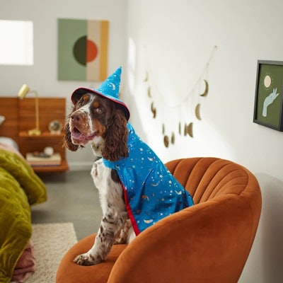 A wizard is a perfect puppy costume for matching dog and baby Halloween costumes.