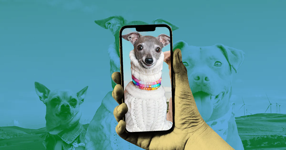 Inside The Lucrative World Of Pet Influencers inside-the-lucrative-world-of-pet-influencers