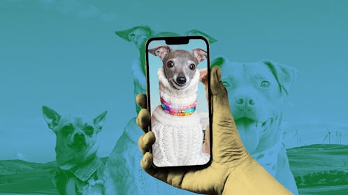 Photos of Turbo Roo, Tatum Talks, and Tika the Iggy