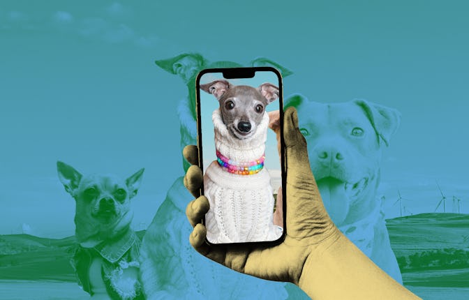 Photos of Turbo Roo, Tatum Talks, and Tika the Iggy
