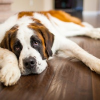 Why is my dog lazy? New research explains the frustrating answer