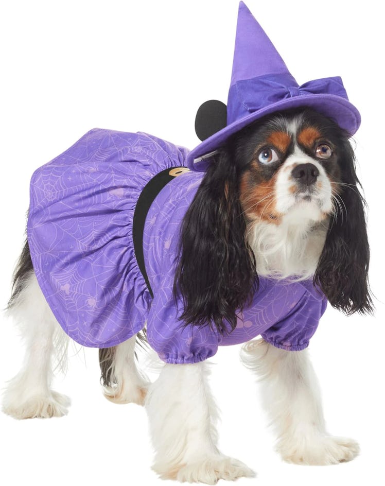 This Minnie Witch costume is part of Chewy's Halloween dog costumes collection. 