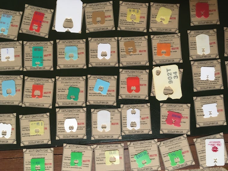 The utterly delightful site dedicated to classifying plastic bread tags