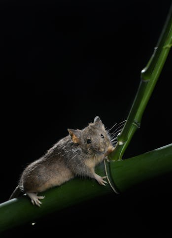 A lab mouse was used in this experiment to engineer chromosomes.
