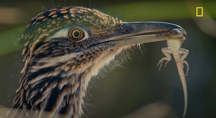 "America's National Parks" premieres Aug. 29 on National Geographic.