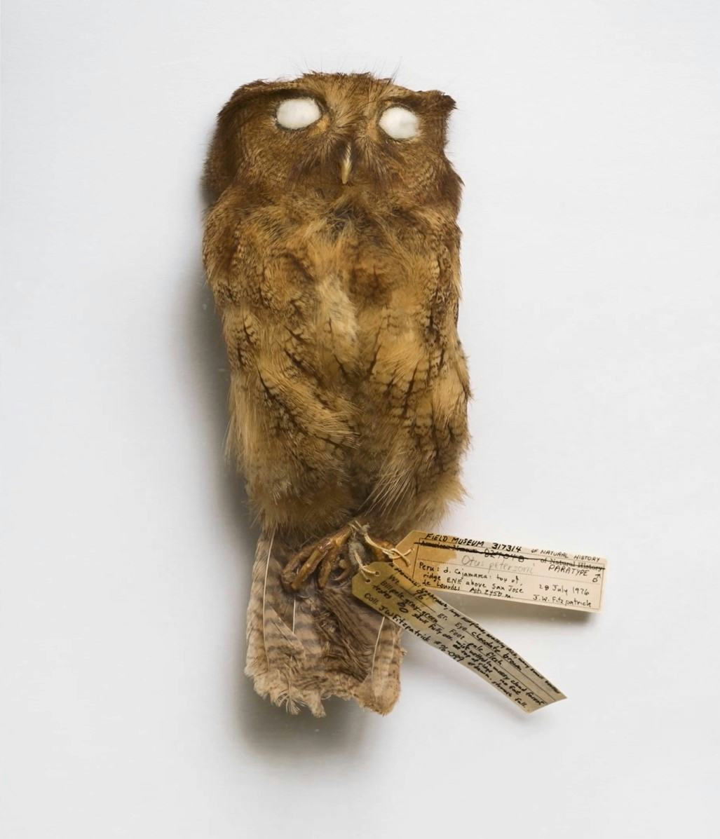 Stuffed owl perched on a branch.