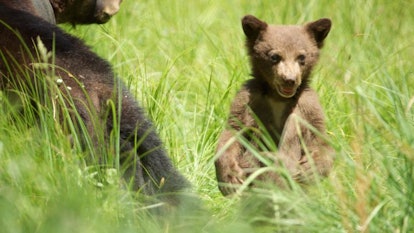 Black bear cub standing on hind legs in new spring grass in Yosemite.