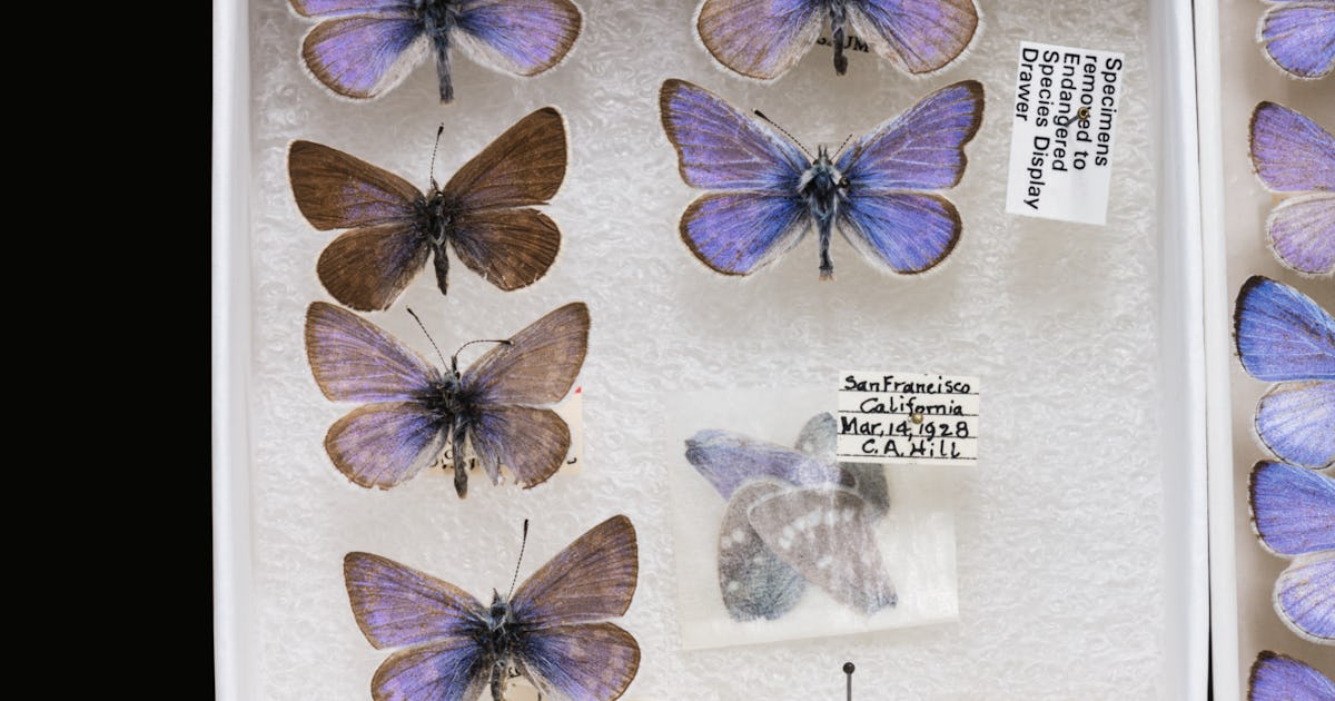 Look: 82 species chronicle Earth's latest mass extinction