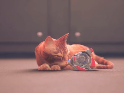 Con mèo đi lạc đang ngủ