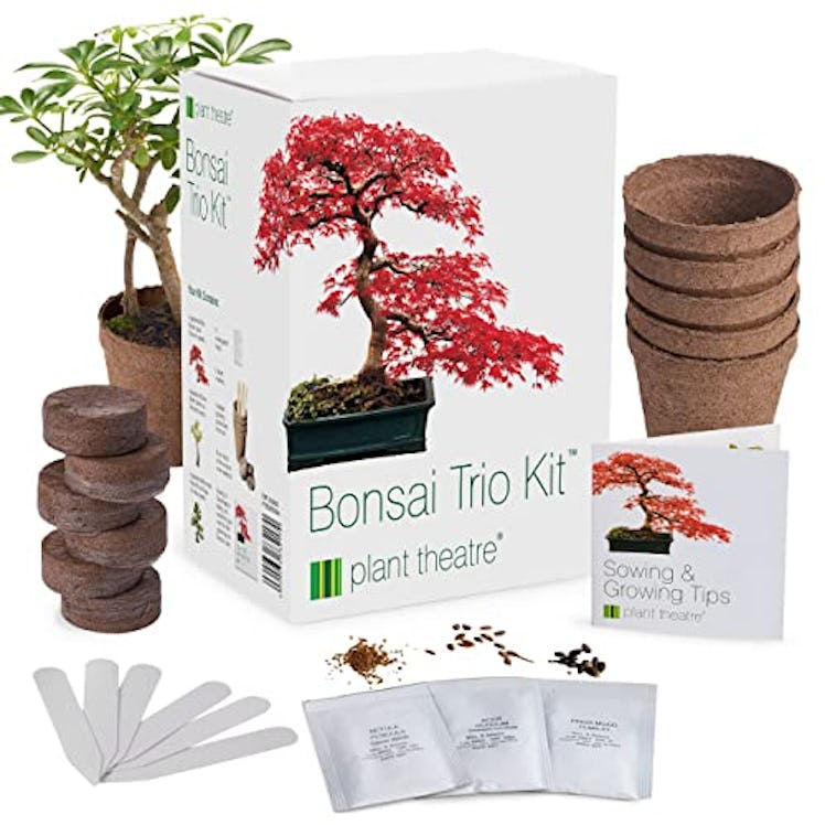 Plant Theatre Bonsai Tree Kit 