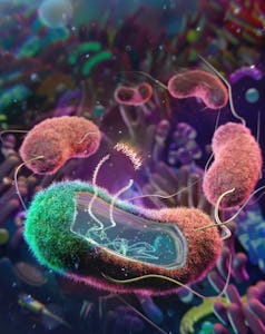 A colorful illustration of a community of bacteria. The bacteria in the foreground has been opened u...