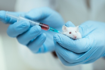 Laboratory mouse receiving an injection