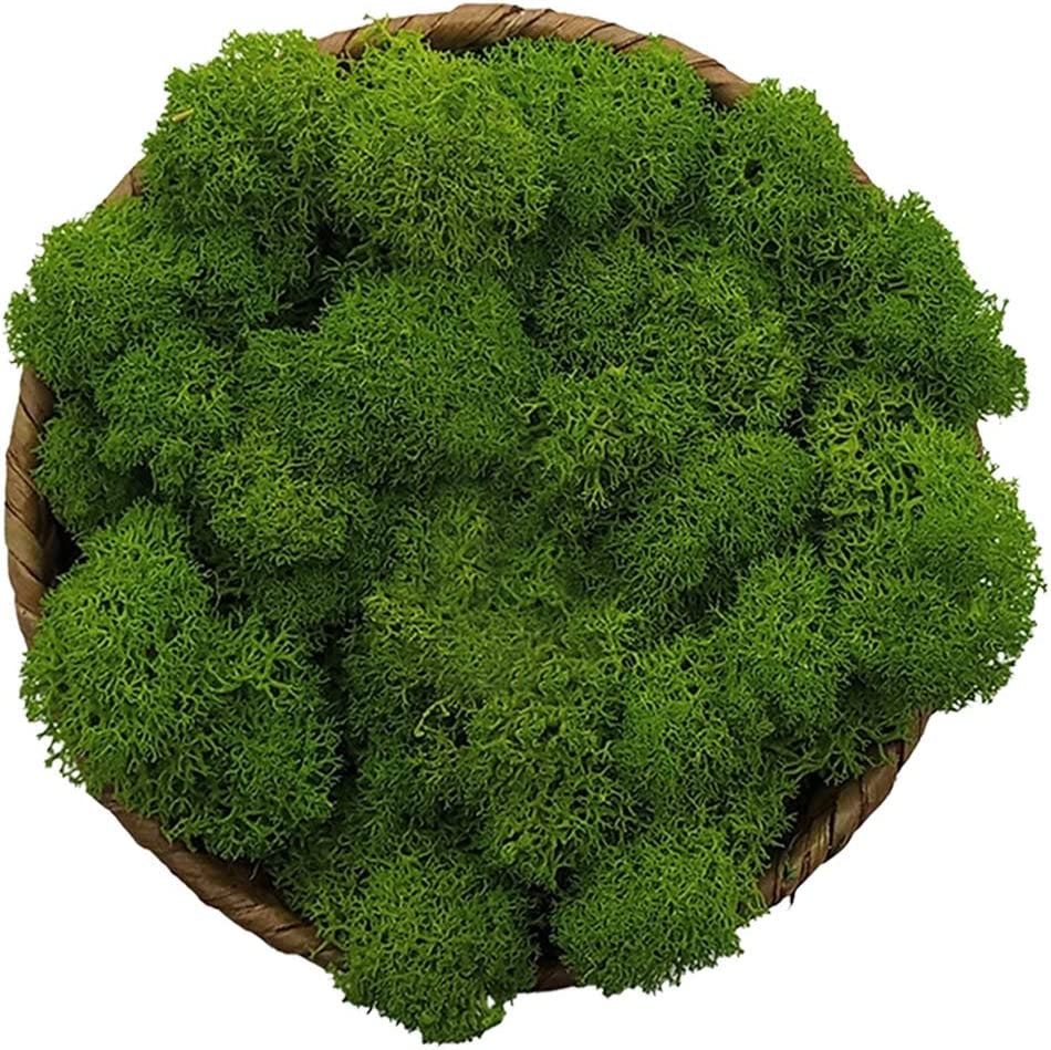 Stardom Decorative Moss