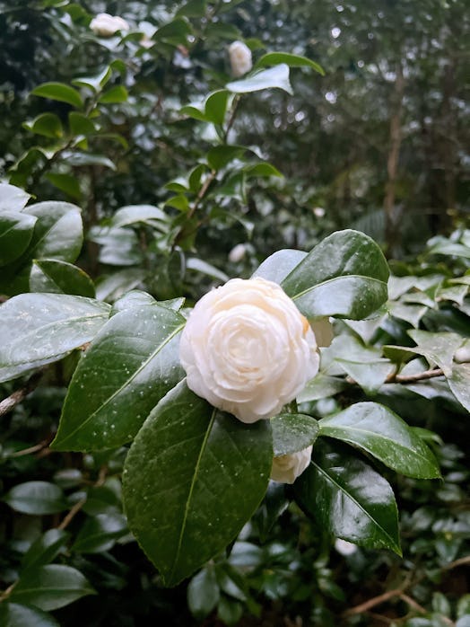 camellia flower