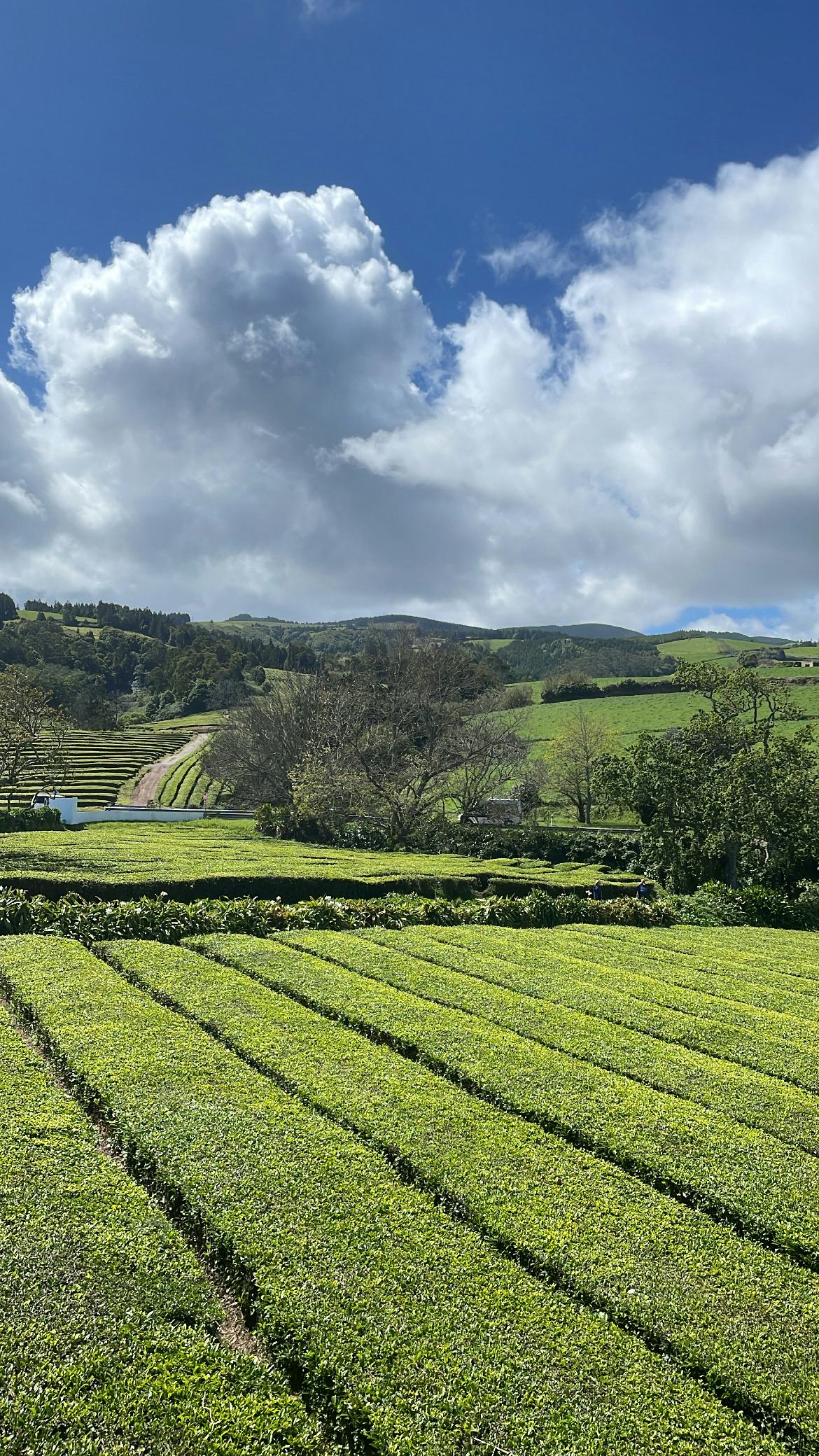 ignae tea farm azores