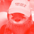 An otter photoshopped to be wearing a hat that says women want me fish fear me