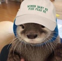 An otter photoshopped to be wearing a hat that says women want me fish fear me