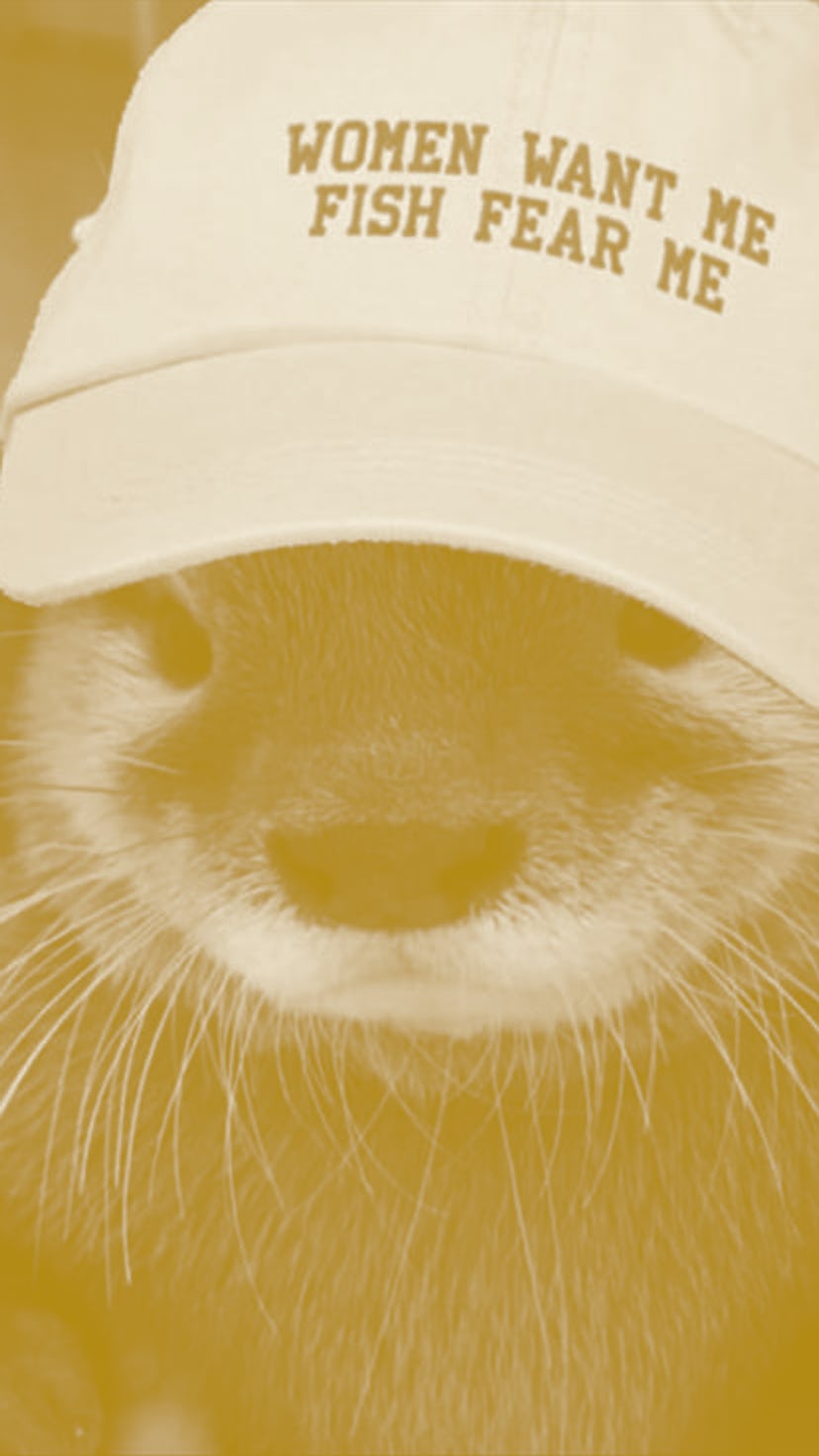 An otter photoshopped to be wearing a hat that says women want me fish fear me