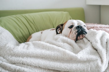 Sick looking pug on a blanket