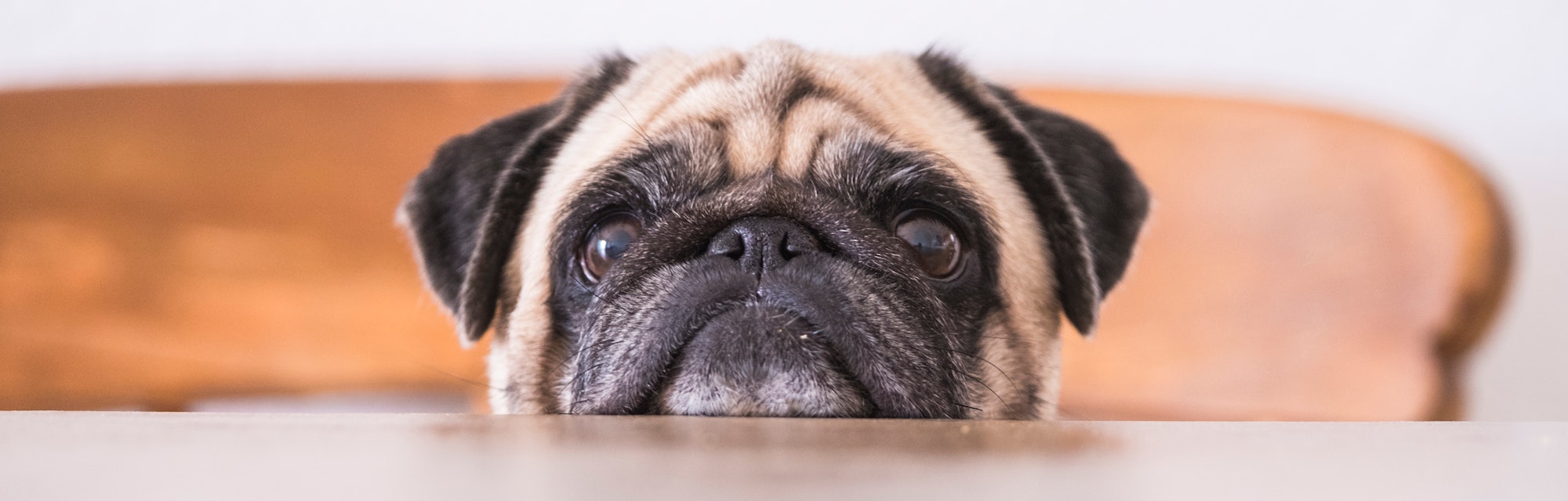 Pug head leaning on tabletop looking straight at camera