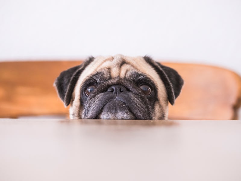 Pug head leaning on tabletop looking straight at camera