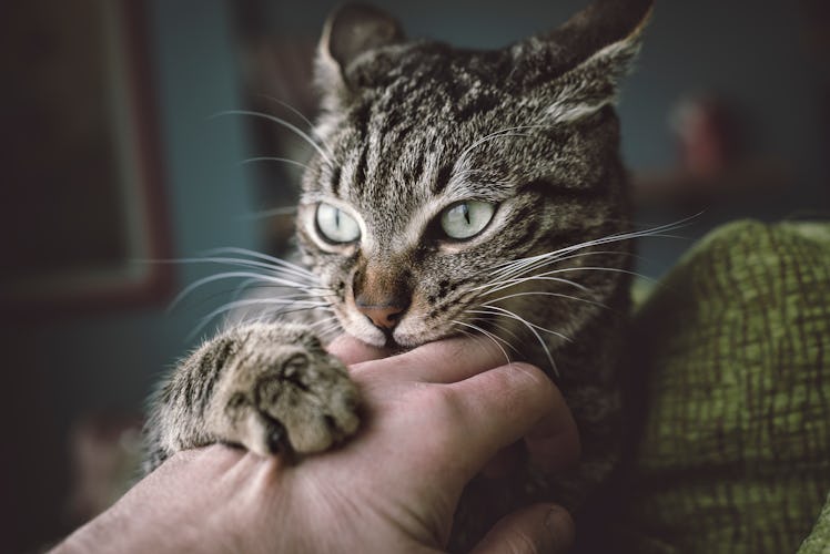 Cat scratching owner's hand