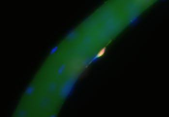 A green thread of muscle fiber sparsely covered with stem cells.