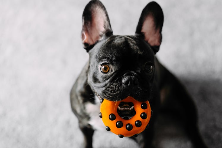 Dog with chew toy in its mouth