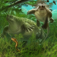 A chunky brown Lalieudorhynchus with a small head swims in the water (artist's impression)