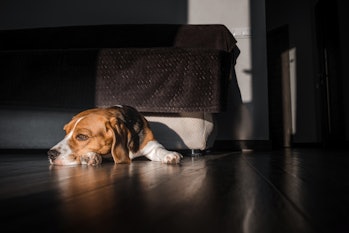 Beagle dog lying down sad on the floor