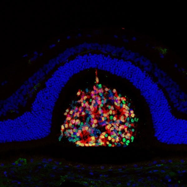 A photo of stem cells morphing into photoreceptors in a dog's eye.