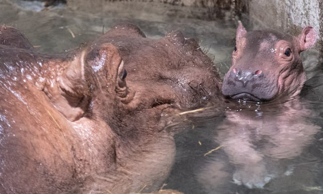 Bibi and her new calf.