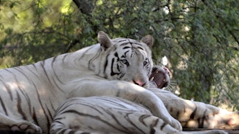 White Bengal tigers are seen at a zoo on International Tiger Day in Rawalpindi, Pakistan, on July 29...
