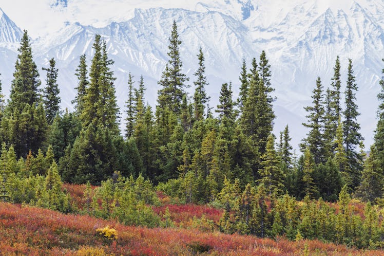 Boreal forest landscape in Alaska