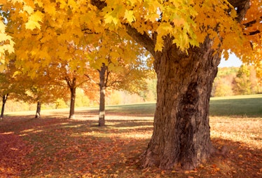 A New Hampshire forest filled with trees with leaves changing color