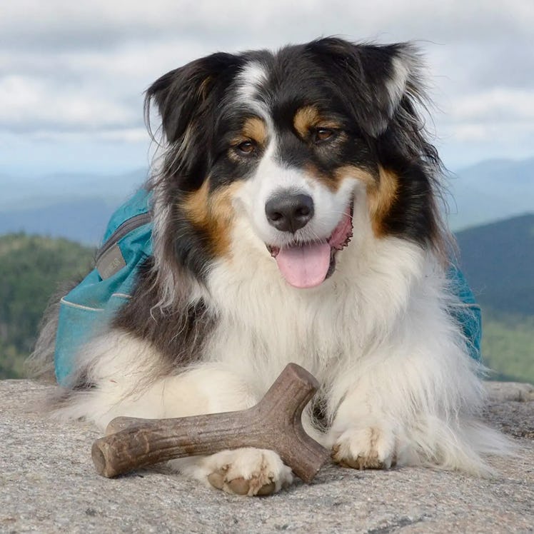 Benebone Maplestick Chew Toy