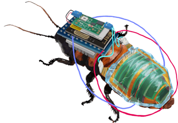 A cyborg cockroach designed by RIKEN for rescue missions.
