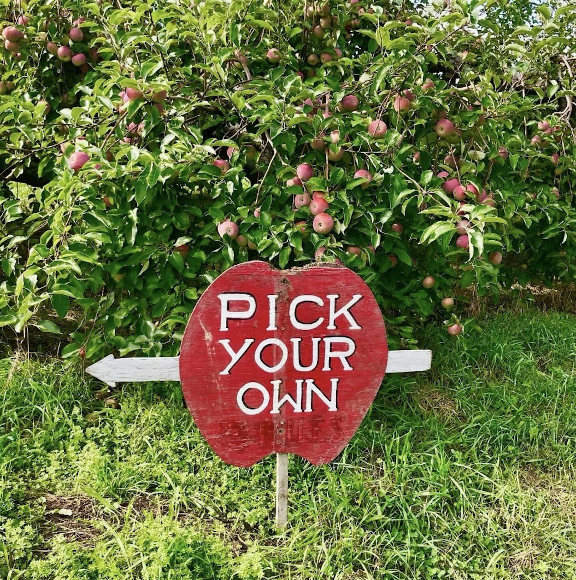 Where To Go Apple Picking In The Tri-State Area