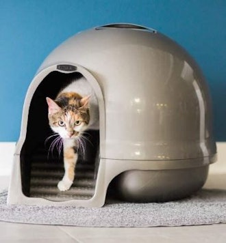 This cat litter box features a domed design that makes it one of the best dog-proof litter boxes.