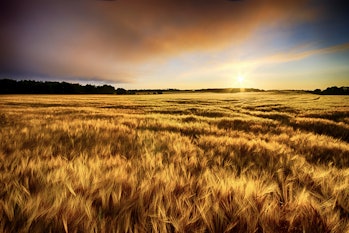 Sun rises over barley field