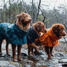 best waterproof dog coats