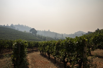 Wildfire smoke hangs over a vineyard