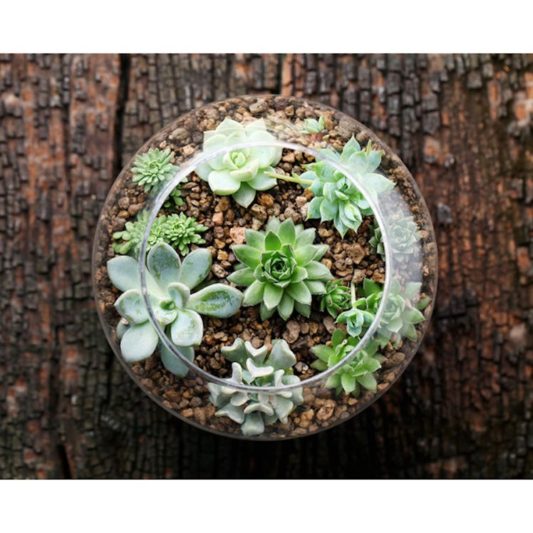 Plants For Pets Live Succulent Plants (6-Pack)