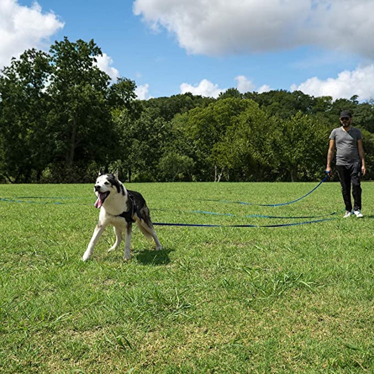 Hi Kiss Obedience Recall Training Agility Lead