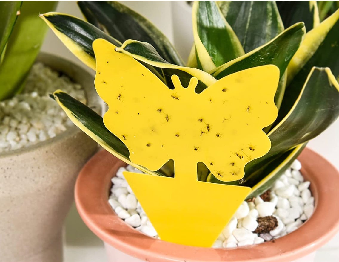 Garsum Fruit Fly Sticky Trap (18-Pack)