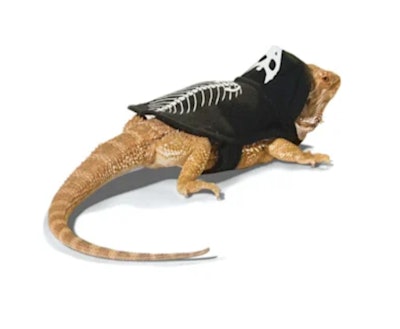 Bootique Skeleton Lizard Costume