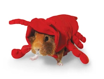 Bootique Lobster Costume for Small Animals