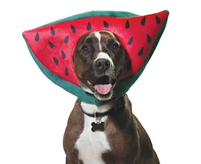 Bootique Watermelon Headpiece for Dogs & Cats